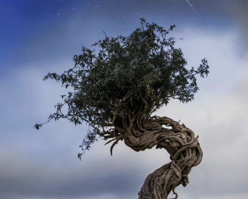 Al Mau, una doppia inaugurazione: Open Dreams e Root Al Mau, una doppia inaugurazione: Open Dreams e Root