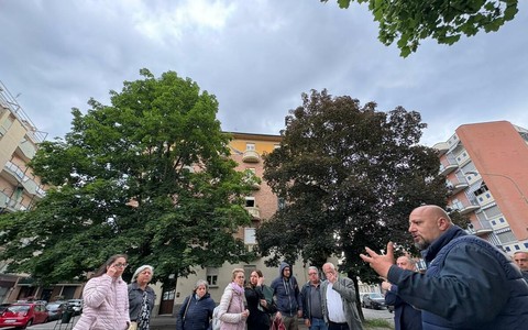 L'appello dei residenti per la potatura degli alberi