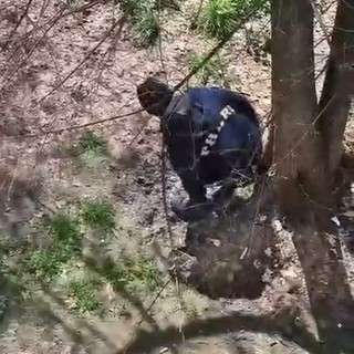 Gli spacciatori hanno trasformato il giardino in un wc