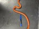 Il serpente del grano ritrovato a Torino