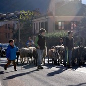 Bestiame e passeggiata con gli amici a quattro zampe per la fiera autunnale di San Germano Bestiame e passeggiata con gli amici a quattro zampe per la fiera autunnale di San Germano