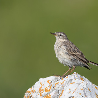 Le pisce da sci delle Alpi italiane risorsa per la biodiversità degli uccelli