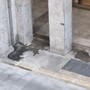 La lettera di una residente: “Intorno ai nostri palazzi un vespasiano a cielo aperto”