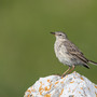 Le pisce da sci delle Alpi italiane risorsa per la biodiversità degli uccelli