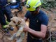 Il salvataggio dei due cagnolini Il salvataggio dei due cagnolini
