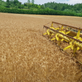 Confagricoltura Torino: &quot;In calo le produzioni e i prezzi di frumento tenero e orzo&quot;