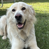 Oscar cerca una famiglia per sempre, appello dal quartiere Parella Oscar cerca una famiglia per sempre, appello dal quartiere Parella