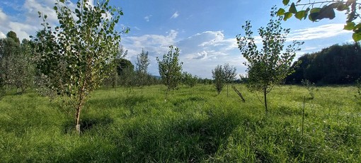 I boschi piemontesi diventano aule a cielo aperto: tornano le giornate informative per le scuole