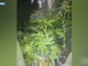 Tradito dall'odore di marijuana: arrestato 37enne coltivatore di ganja [VIDEO]