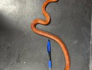 Il serpente del grano ritrovato a Torino Il serpente del grano ritrovato a Torino