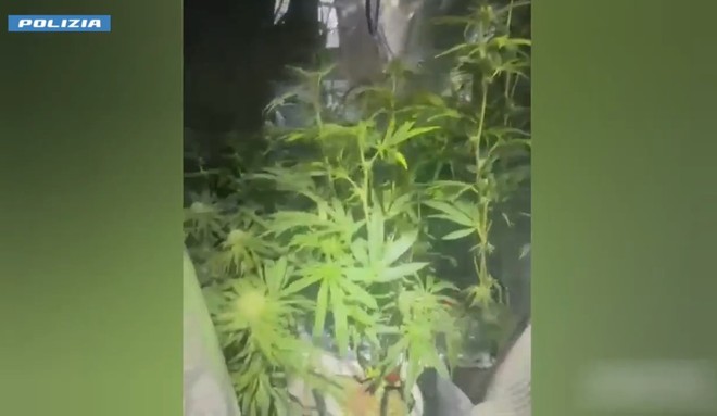 Tradito dall'odore di marijuana: arrestato 37enne coltivatore di ganja [VIDEO]