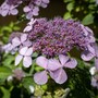 Visite guidate alla scoperta delle ortensie del Pinerolese