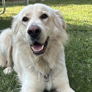 Oscar cerca una famiglia per sempre, appello dal quartiere Parella
