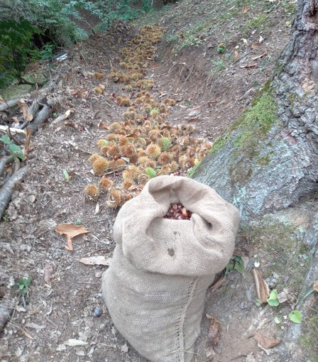 Val Pellice: brutta annata per le castagne, ma i raccoglitori del ‘fine settimana’ continuano ad arrivare