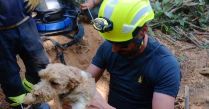 Il salvataggio dei due cagnolini Il salvataggio dei due cagnolini