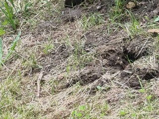 Il cortile invaso dalle tane e dai topi