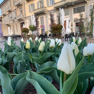 Chieri, nel giardino di piazza Cavour 3500 tulipani del Castello di Pralormo