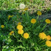 Tarassaco, ma anche dente di leone o soffione: storia, origini e segreti Tarassaco, ma anche dente di leone o soffione: storia, origini e segreti