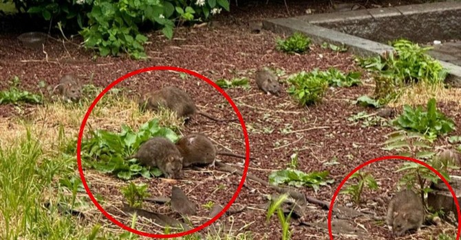 Emergenza topi in corso Racconigi