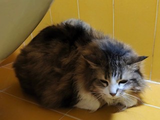 Uno dei gatti da adottare