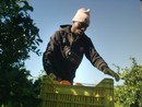 CinemAmbiente e Give peace a screen presentano The Pickers: un viaggio tra i lavoratori della frutta