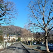 Potature e abbattimenti di alberi a Torre Pellice: al via il piano sul verde pubblico