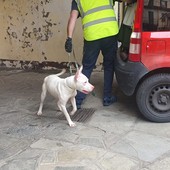 Il cane abbandonato