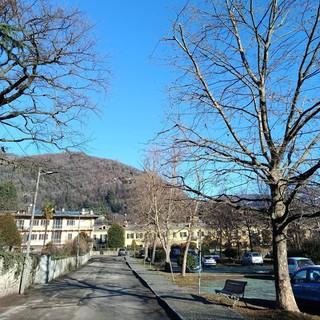 Potature e abbattimenti di alberi a Torre Pellice: al via il piano sul verde pubblico
