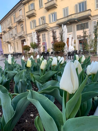 Chieri, nel giardino di piazza Cavour 3500 tulipani del Castello di Pralormo