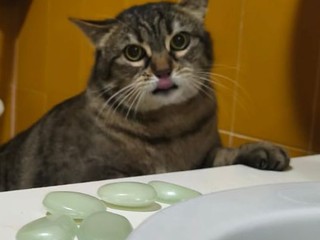 Uno dei gatti da adottare