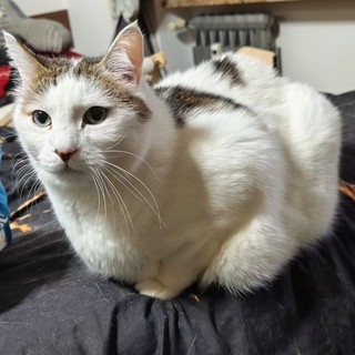 Uno dei gatti da adottare Uno dei gatti da adottare