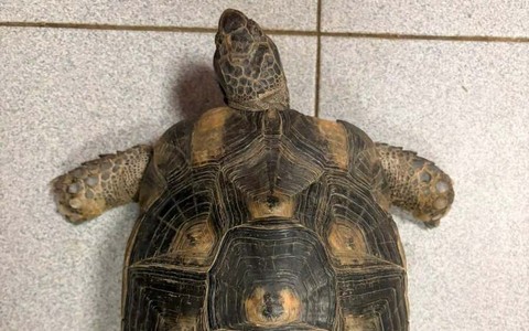 L'esemplare di Testudo Marginata ritrovato in via Asiago