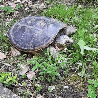 Una tartaruga azzannatrice recuperata dai tecnici del Canc di Grugliasco