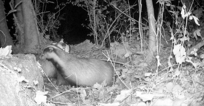 L'immagine di un tasso al parco del Meisino