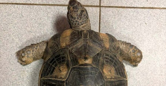 L'esemplare di Testudo Marginata ritrovato in via Asiago L'esemplare di Testudo Marginata ritrovato in via Asiago