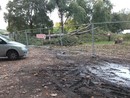 Polemica a Falchera per il taglio degli alberi Polemica a Falchera per il taglio degli alberi