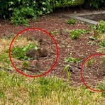 Emergenza topi in corso Racconigi