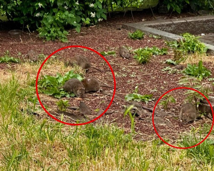 Emergenza topi in corso Racconigi