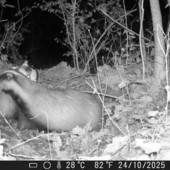L'immagine di un tasso al parco del Meisino L'immagine di un tasso al parco del Meisino