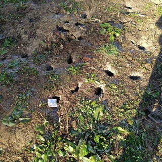 Il cortile invaso dalle tane e dai topi