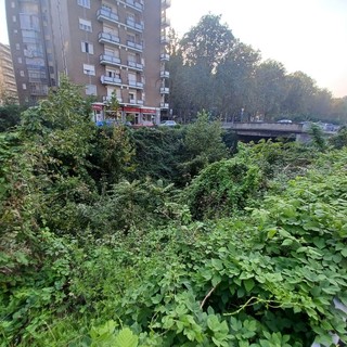 Il trincerone di Barriera di Milano si trasforma da discarica a giungla