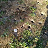 Il cortile invaso dalle tane e dai topi Il cortile invaso dalle tane e dai topi