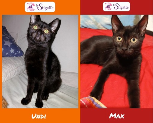 Le gattine tutte nere Undi e Max