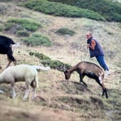I lupi abbattono una manza di oltre 400 chili in alta Val Chisone: allevatori esasperati I lupi abbattono una manza di oltre 400 chili in alta Val Chisone: allevatori esasperati