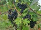 Uva pronta per la vendemmia