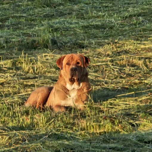 Ugo, il gigante buono Ugo, il gigante buono