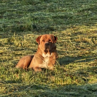 Ugo, il gigante buono