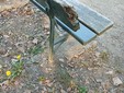 Le panchine ammalorate Le panchine ammalorate