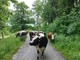 I bovini dell’azienda Melli-Gonnet sulla via dei pastori