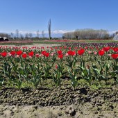 I tulipani di Tuliprensia